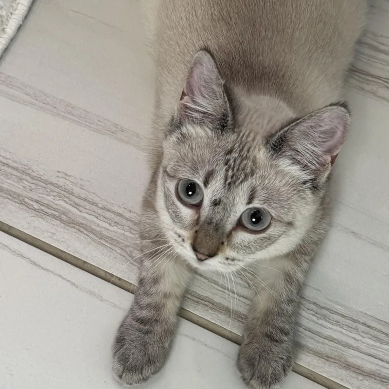 A young medium-sized female Siamese cat named Riley for adoption in Kirkland, WA
