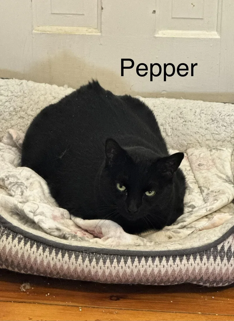 Pepper