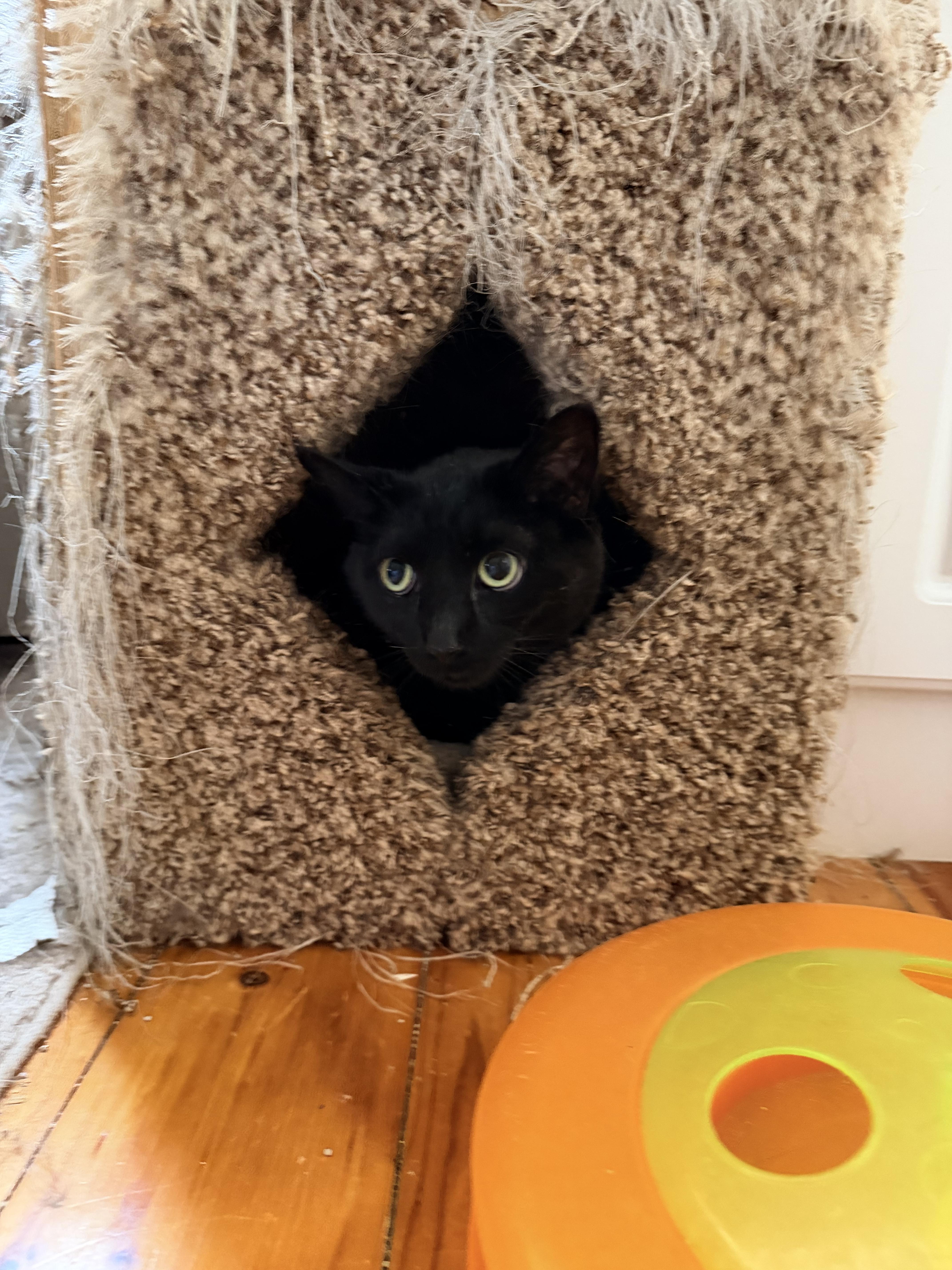 Pepper thumbnail 2