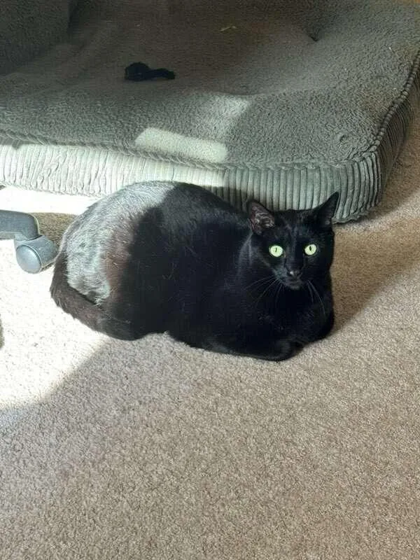Pepper thumbnail 3