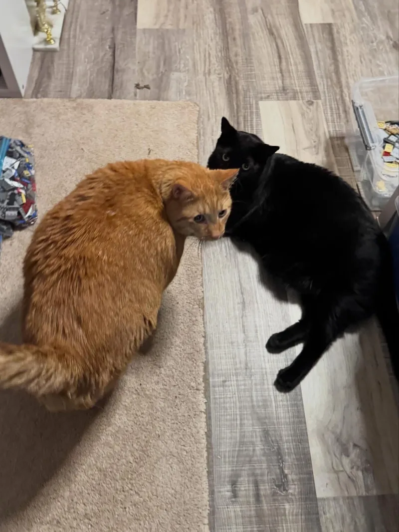Pepper thumbnail 4