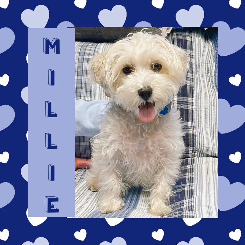 An adult medium-sized female Maltese dog named Millie for adoption in Littleton, CO