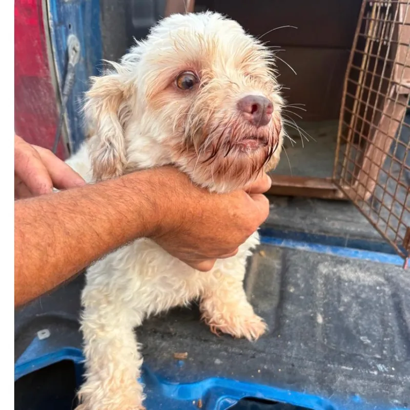 A senior small-sized female Yellow / Tan / Blond / Fawn Havanese dog named Marlowe for adoption in Normal, IL