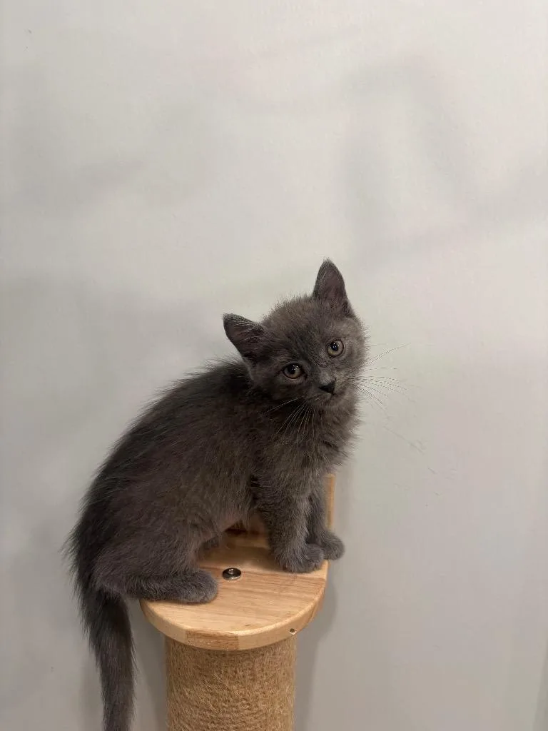 A baby small-sized female Domestic Short Hair cat named Paula for adoption in Lunenburg, VT