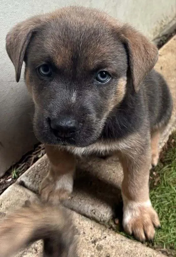 A baby small-sized male Brown / Chocolate Australian Shepherd dog named Indiana for adoption in Parker, CO