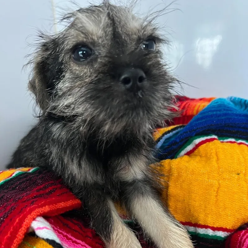 A baby small-sized female Brown / Chocolate Yorkshire Terrier dog named Samara for adoption in West Islip, NY