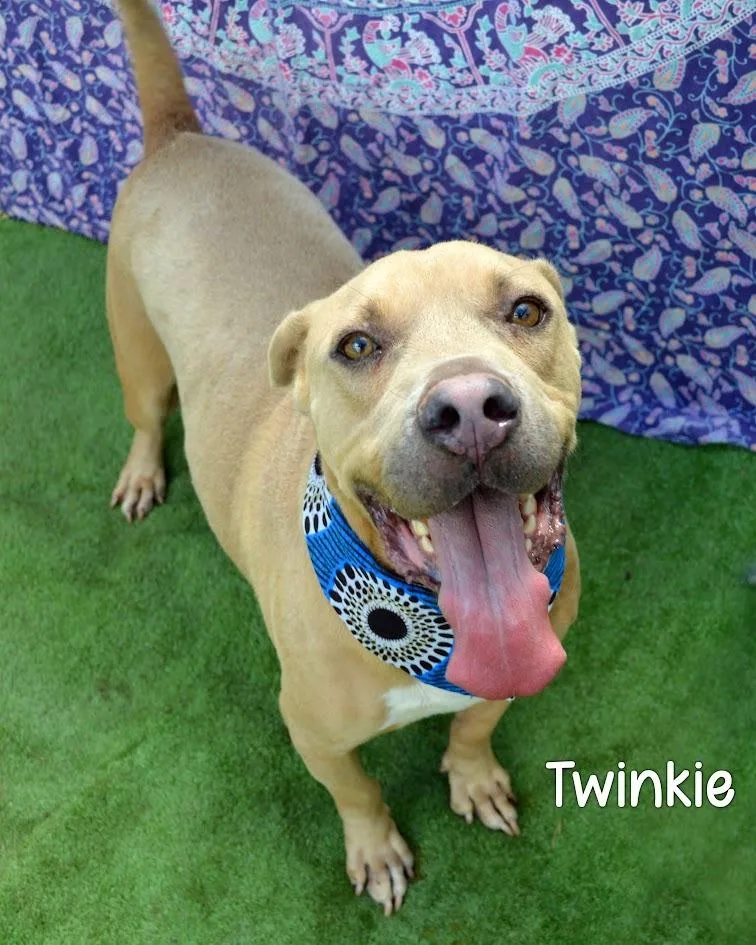 Twinkie thumbnail 2