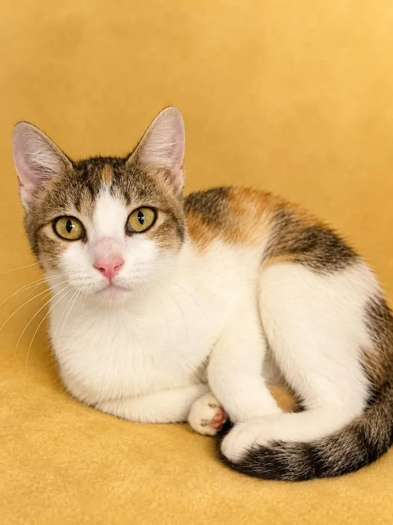 A young small-sized female Domestic Short Hair cat named Cassandra for adoption in Columbia, TN