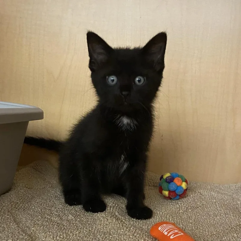 A baby small-sized male Black Domestic Short Hair cat named Chance for adoption in Washington Township, OH