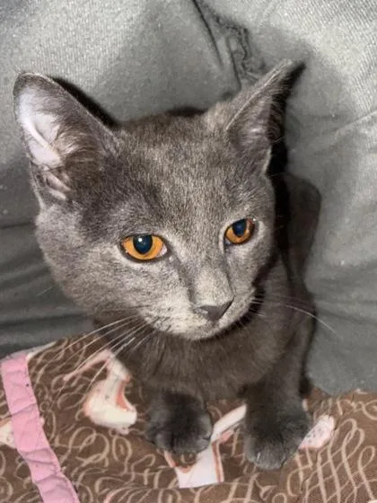 A baby small-sized male Domestic Short Hair cat named Tucker for adoption in Fishers, IN