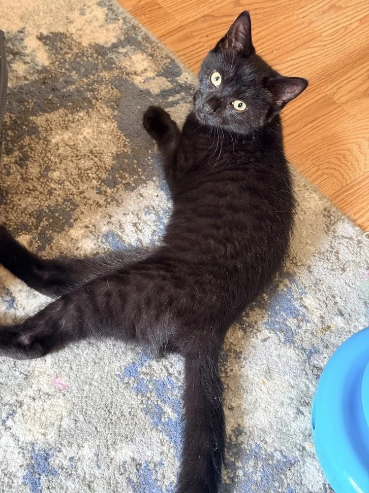 A baby small-sized female Black Domestic Short Hair cat named Muffin for adoption in Hudson, NH