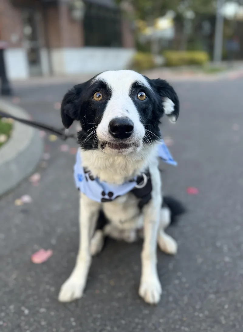 An adult medium-sized male Border Collie dog named Nanook for adoption in lynnwood , WA