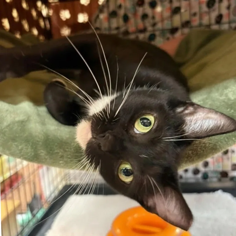A young medium-sized female Black & White / Tuxedo Domestic Short Hair cat named Wanda Rose for adoption in Blasdell, NY