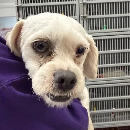 A young small-sized male White / Cream Mixed Breed dog named Denver for adoption in Honesdale, PA