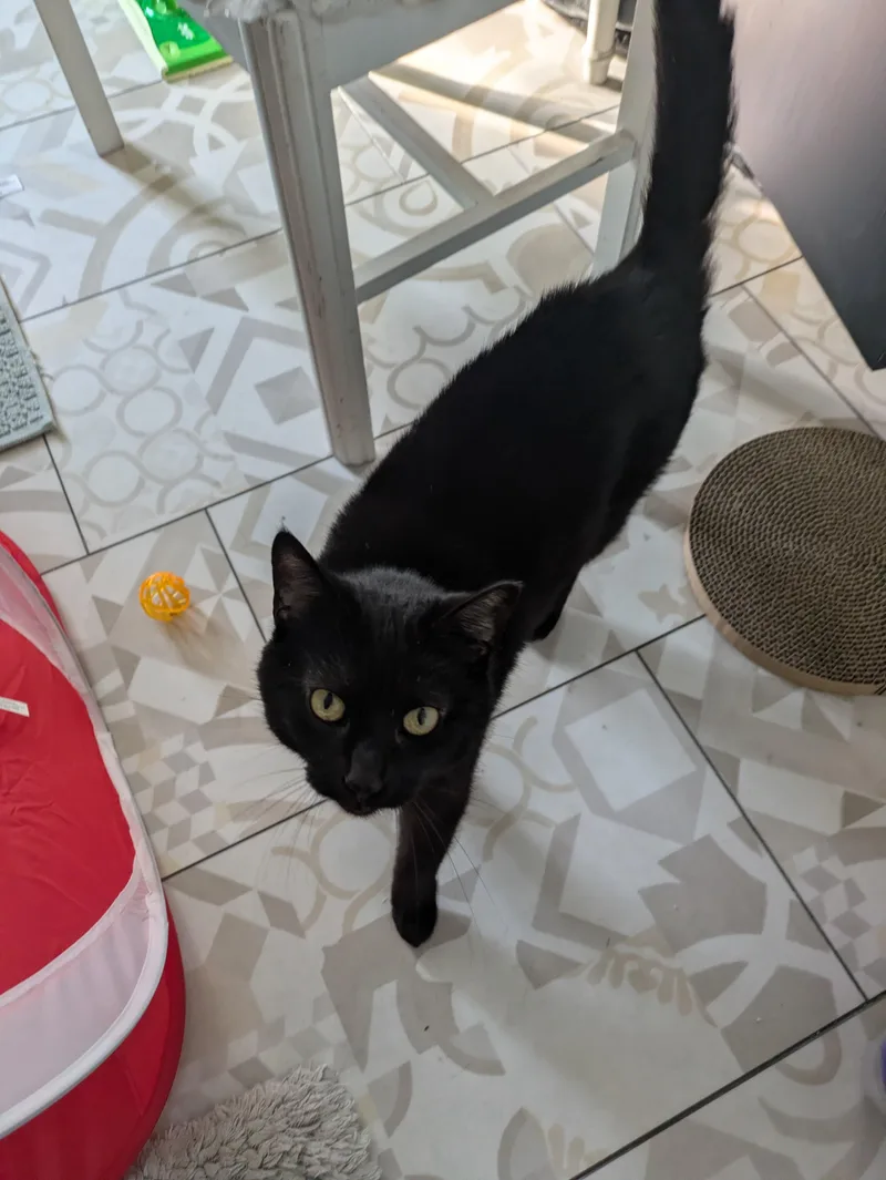 A young medium-sized female Black Domestic Short Hair cat named Toast for adoption in Pittsburgh, PA