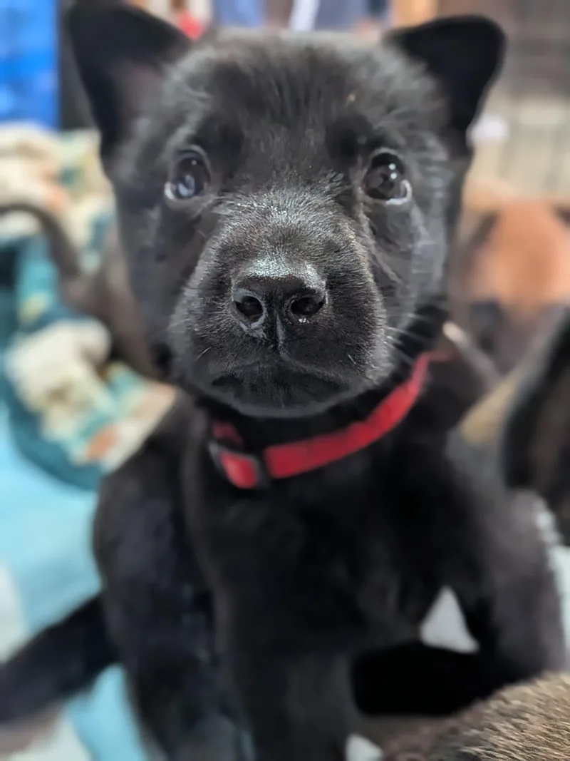 A baby large-sized male Black German Shepherd Dog dog named Miller for adoption in Spring hill, TN