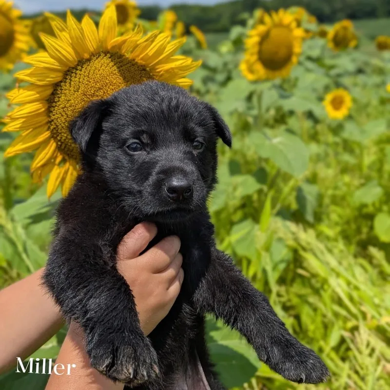 Miller thumbnail 2