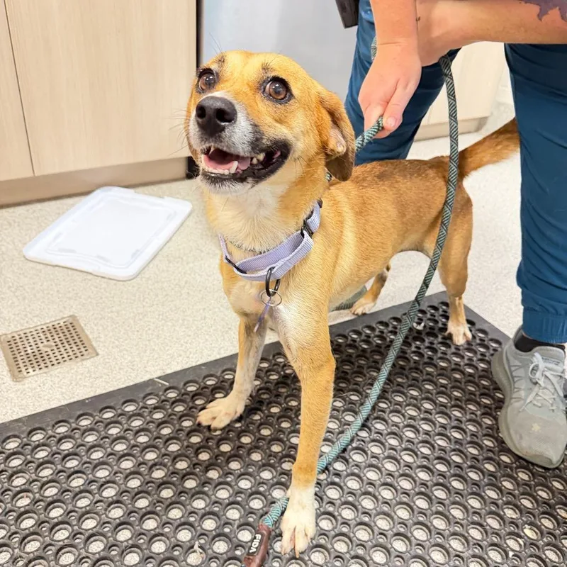 An adult small-sized female Mixed Breed dog named Nola for adoption in Englewood, FL