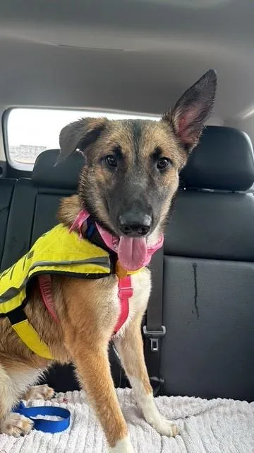 A young large-sized female Mixed Breed dog named Nevada for adoption in Dallas, TX