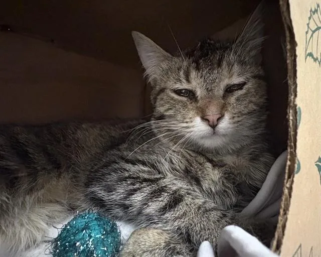 A young medium-sized female Domestic Short Hair cat named Shelli for adoption in Saint Louis, MO