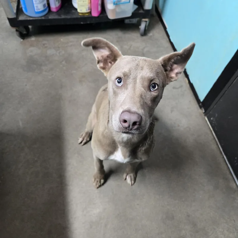 A young medium-sized male White / Cream Pit Bull Terrier dog named Gilby for adoption in Graham, TX