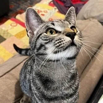 A baby medium-sized male Brown / Chocolate Domestic Short Hair cat named Eustace for adoption in Springfield, OR