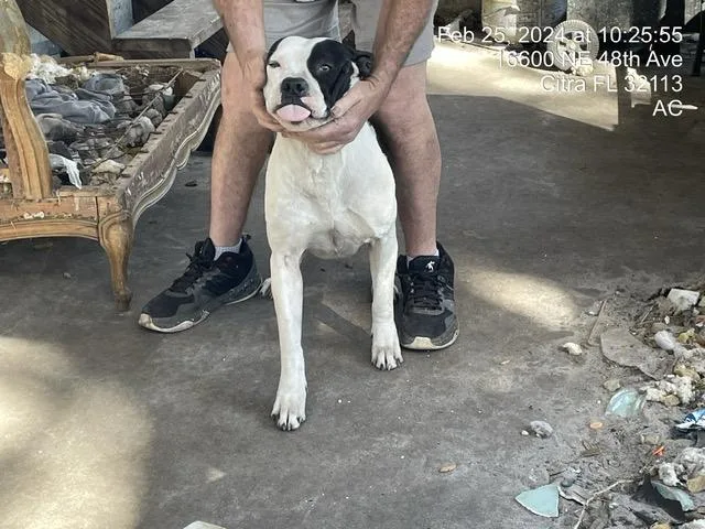 An adult large-sized female Pit Bull Terrier dog named Pixie for adoption in Ocala, FL