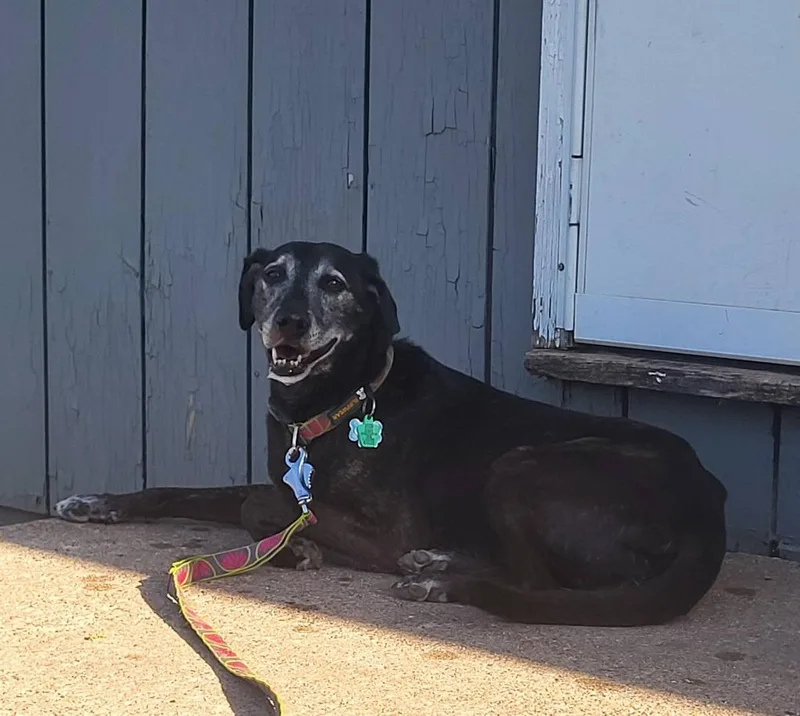 A senior medium-sized female Labrador Retriever dog named Betsy for adoption in Fond Du Lac, WI