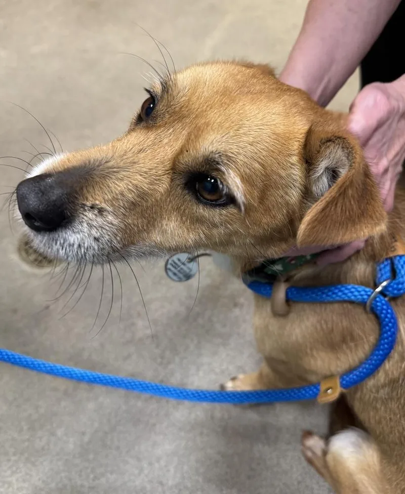 An adult small-sized male Brown / Chocolate Yorkshire Terrier dog named Nachos for adoption in Greenbelt, MD