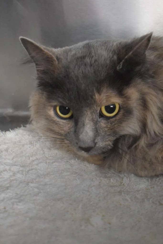 An adult large-sized female Domestic Long Hair cat named Smokey for adoption in Pahrump, NV