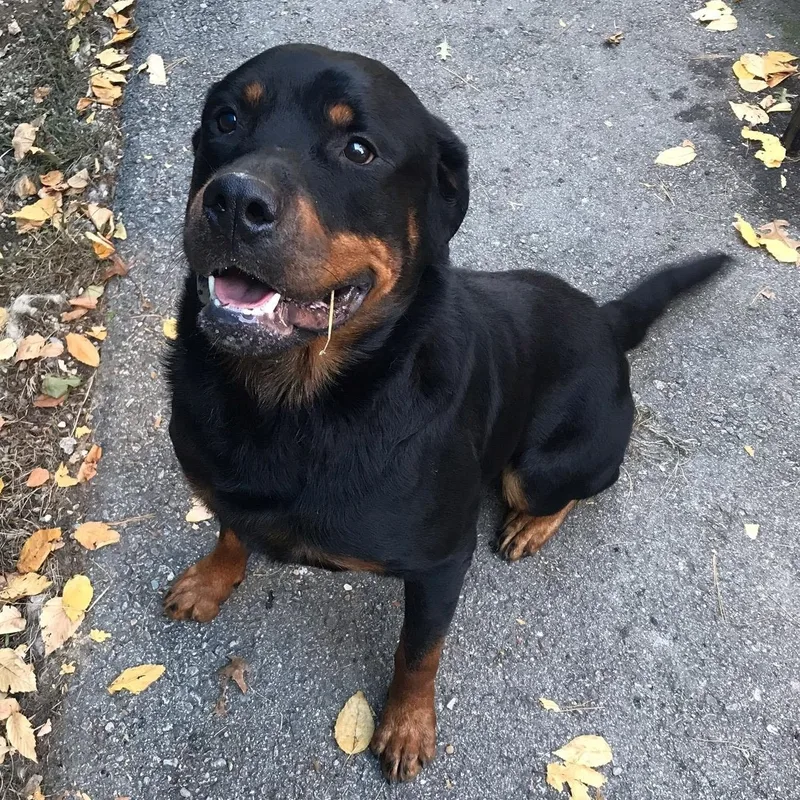 An adult large-sized male Black Rottweiler dog named Tobias for adoption in Windsor, CT