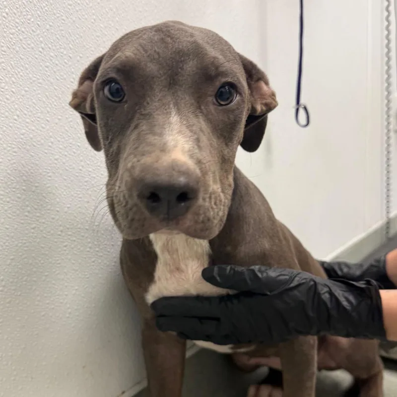 A baby small-sized female Terrier dog named Swoopes for adoption in Abilene, TX