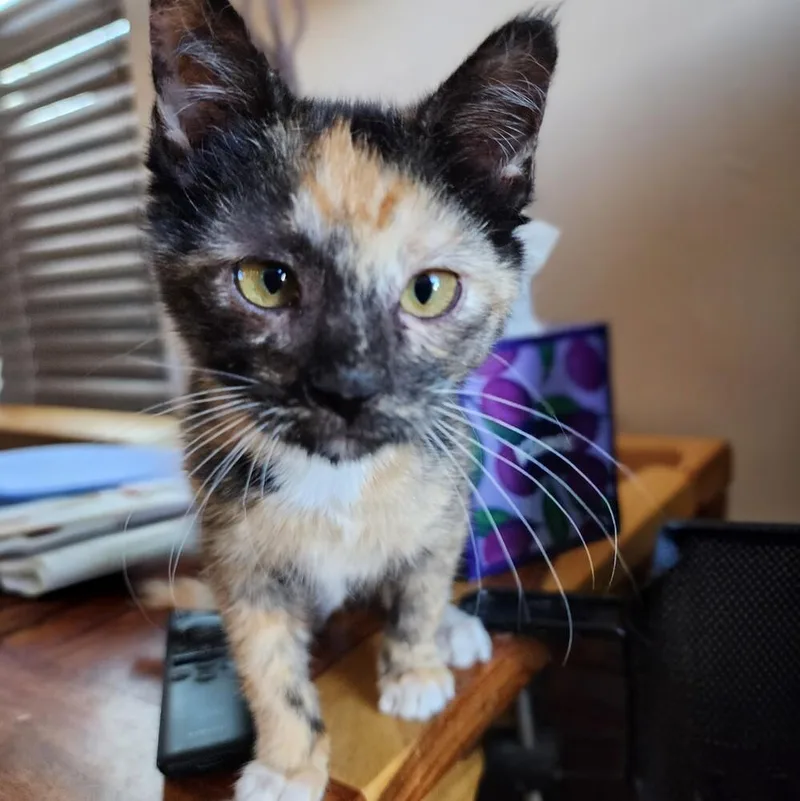 A baby small-sized female Domestic Short Hair cat named Stella for adoption in Albuquerque, NM
