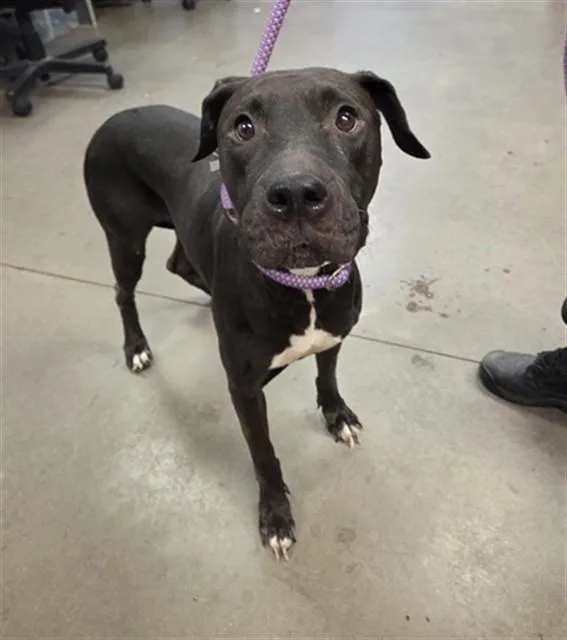 An adult large-sized female Pit Bull Terrier dog named Margo for adoption in Phoenix, AZ