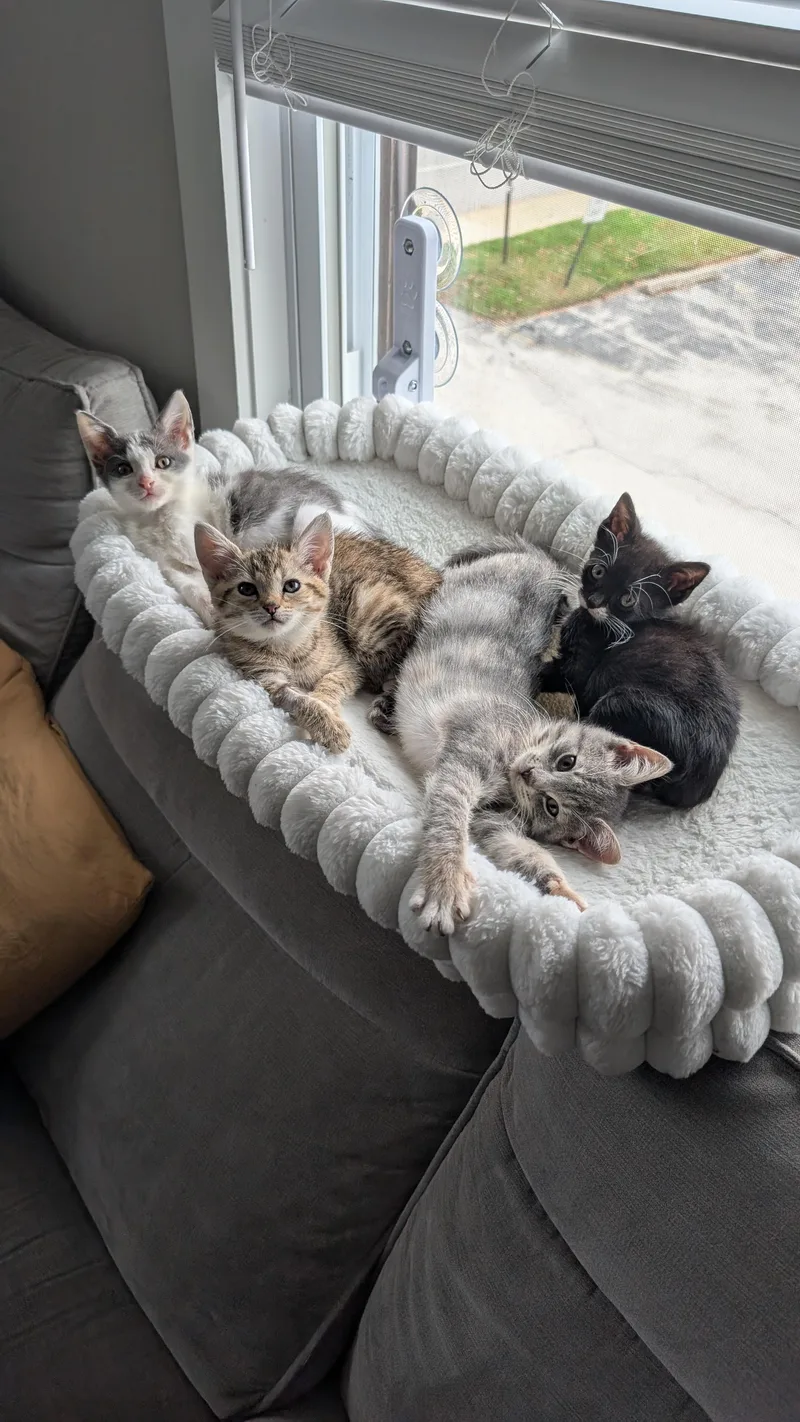 A baby small-sized female Domestic Short Hair cat named Cookie for adoption in Haddon Heights, NJ