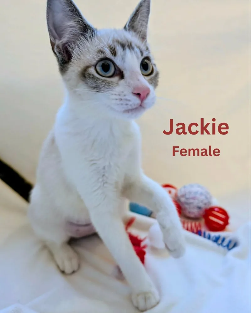 Jackie thumbnail 3