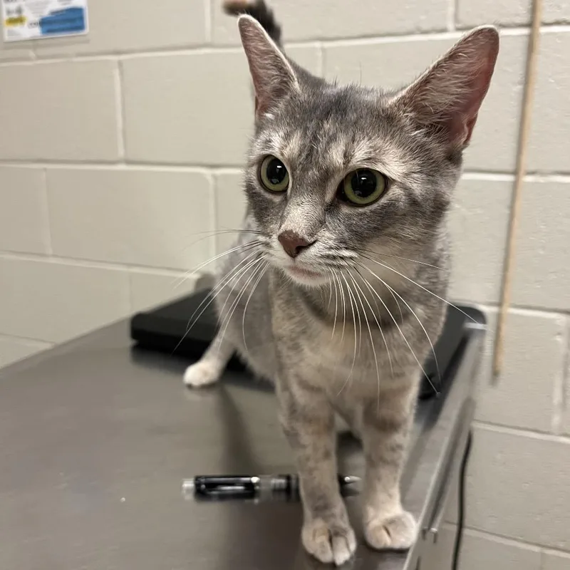 A young medium-sized female Gray / Blue / Silver Domestic Short Hair cat named Julianne for adoption in Bristol, IN