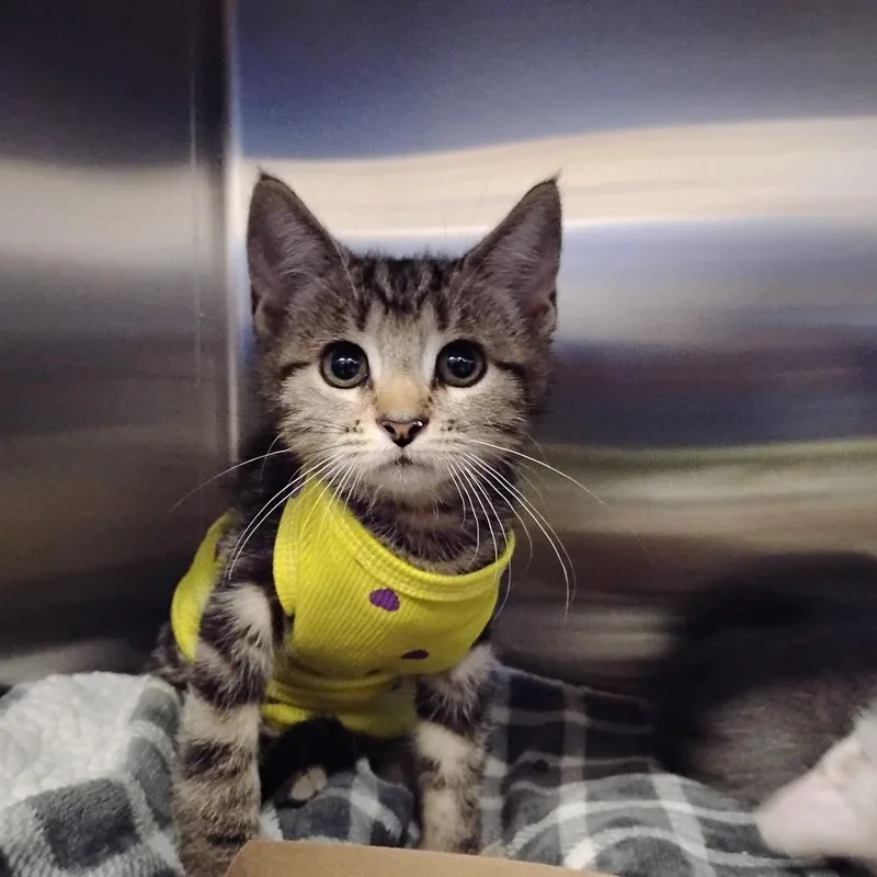A baby small-sized female Brown / Chocolate Domestic Short Hair cat named Sally Scone for adoption in Newark, DE