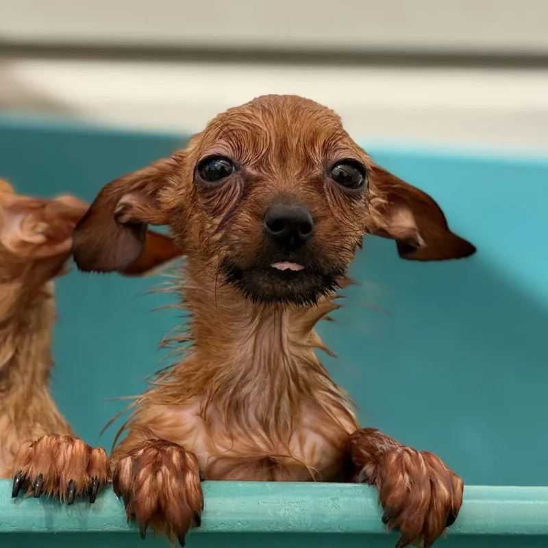 A baby small-sized female Brown / Chocolate Chihuahua dog named Pringle for adoption in New Orleans, LA