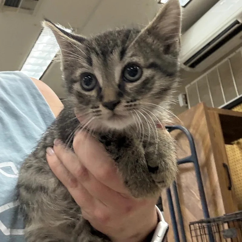 A baby small-sized male Brown / Chocolate Domestic Short Hair cat named Wasabi for adoption in Hattiesburg, MS