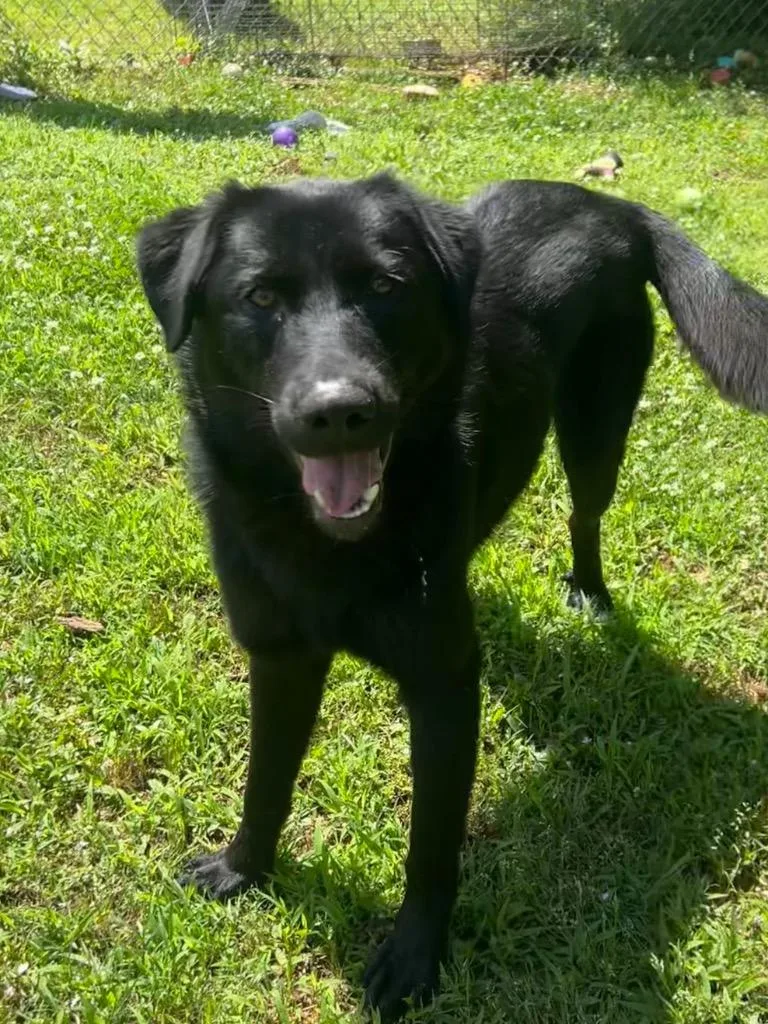 A young medium-sized male Labrador Retriever dog named Cole for adoption in Benton, AR