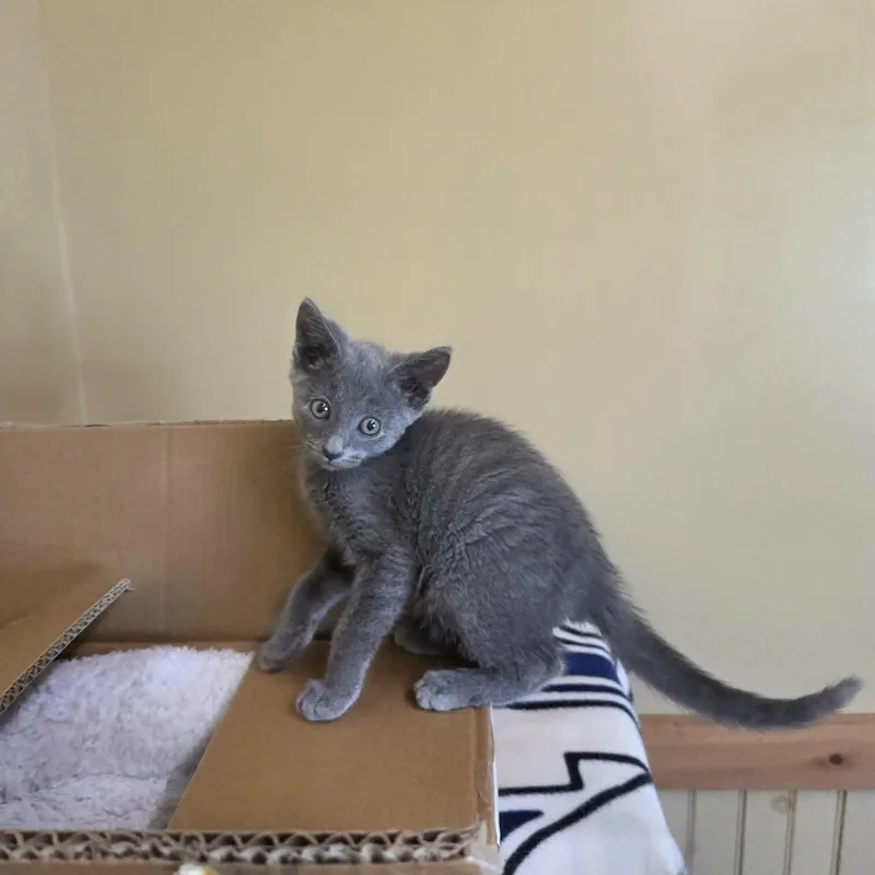 A young medium-sized male Gray / Blue / Silver Russian Blue cat named Aztec for adoption in Lancaster, KY