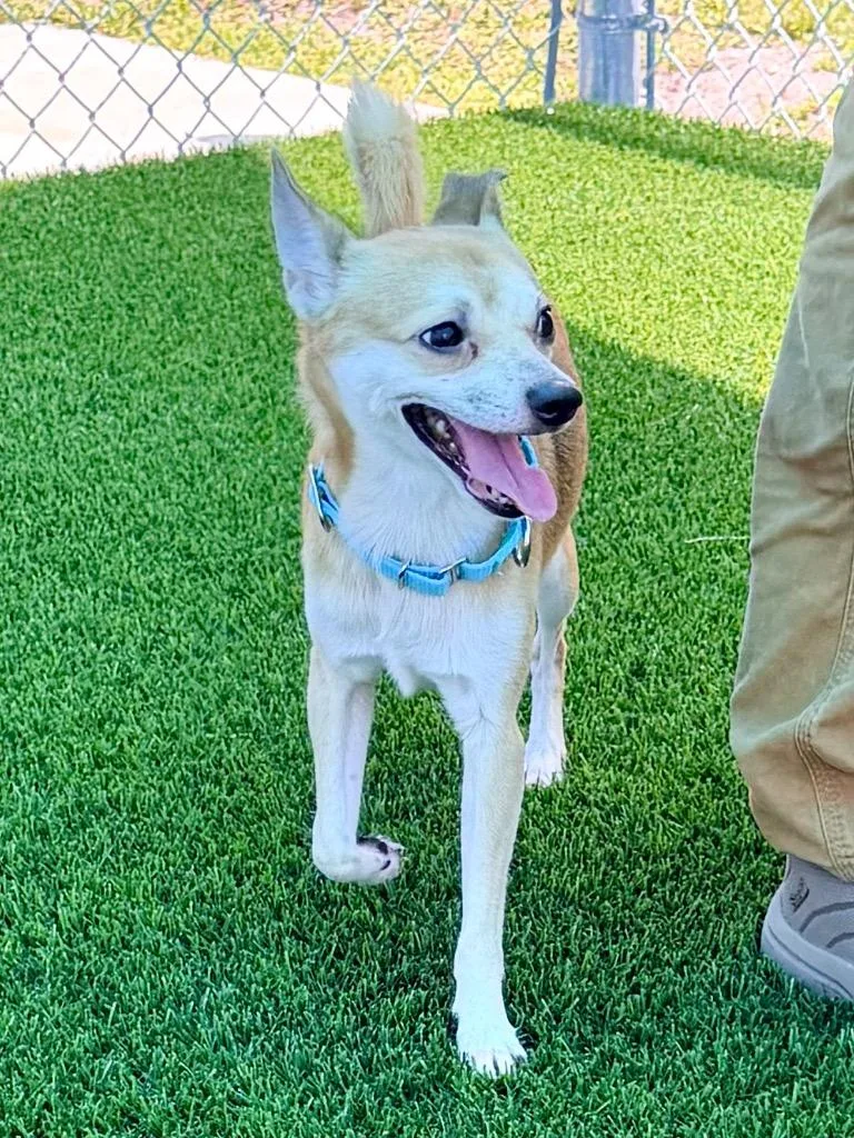 An adult small-sized male Chihuahua dog named Connery for adoption in Cape Coral, FL