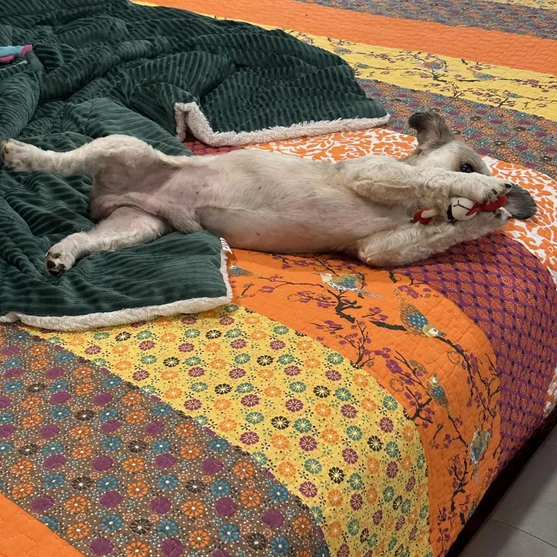 An adult small-sized male Brown / Chocolate Shih Tzu dog named Broni for adoption in Houston, TX