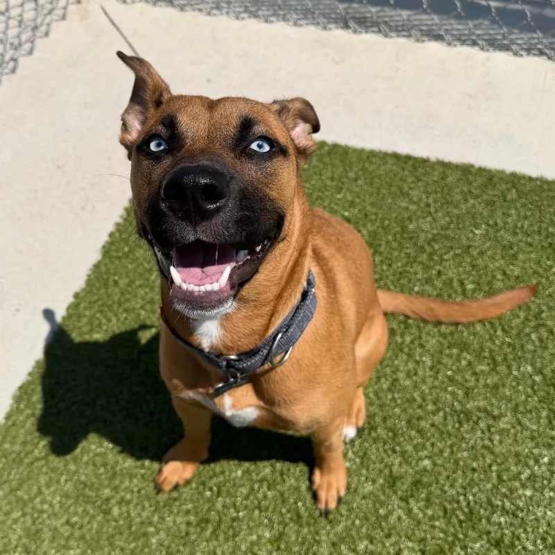 A young medium-sized female Yellow / Tan / Blond / Fawn Shepherd dog named Mali for adoption in Cody, WY