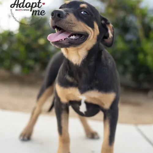 A young medium-sized female Black Doberman Pinscher dog named Gamora for adoption in Bakersfield, CA