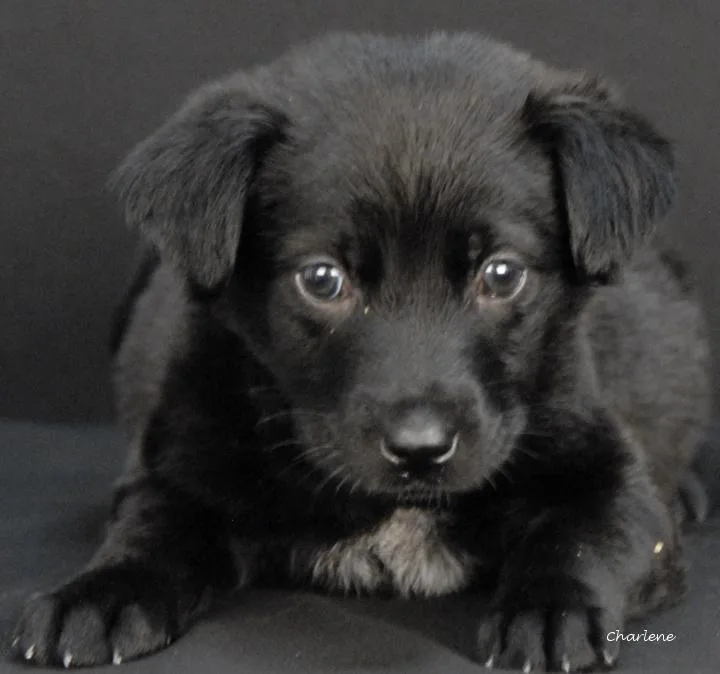 A baby medium-sized female Black Labrador Retriever dog named Roly Poly for adoption in Newland, NC