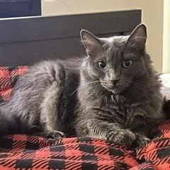 A senior medium-sized female Domestic Long Hair cat named Midnight for adoption in San Jacinto, CA