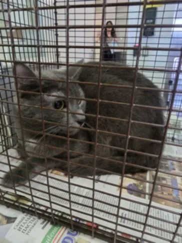 An adult small-sized male Domestic Short Hair cat named Gray for adoption in Chatsworth, CA
