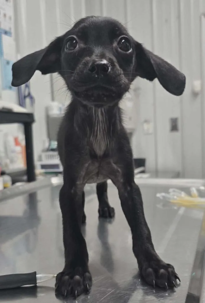 A baby small-sized female Mixed Breed dog named Dobby for adoption in Hillsdale, IN